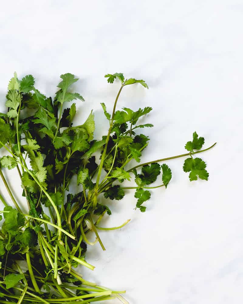 Cilantro recipes