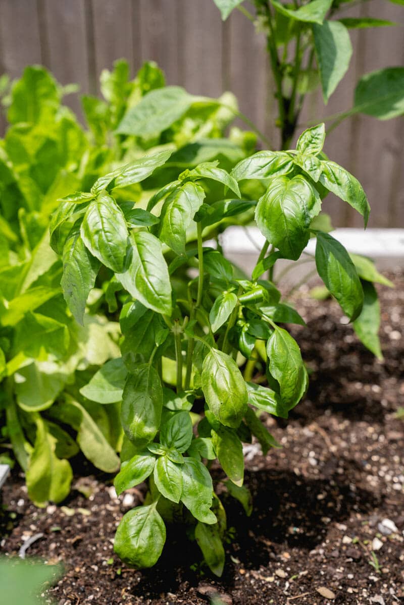 How to Grow Basil (How To & Recipes!) A Couple Cooks