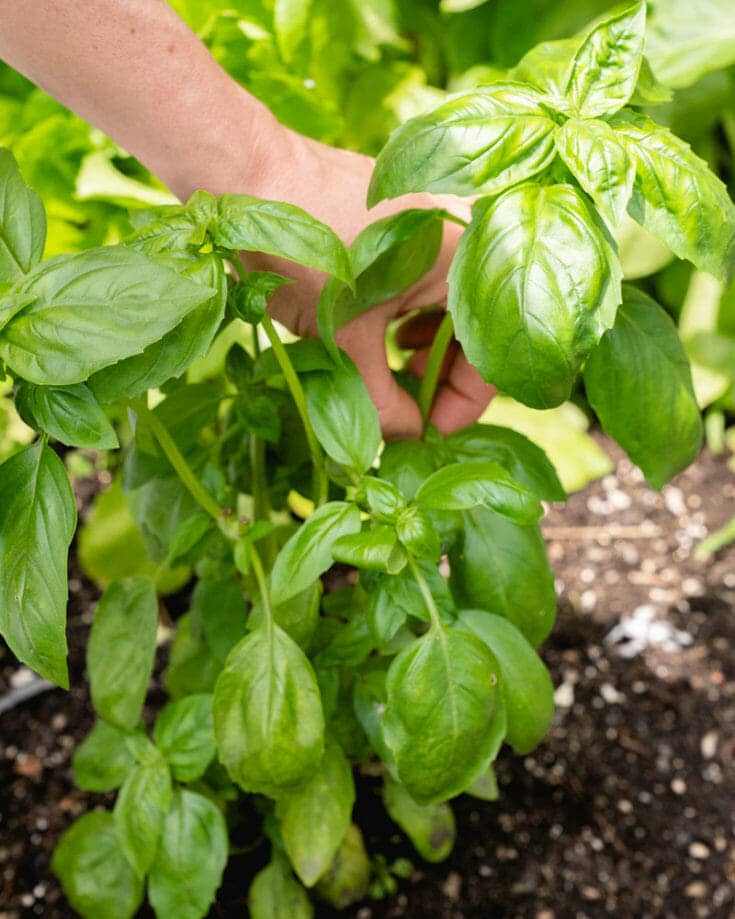 How to Grow Basil (How To & Recipes!) A Couple Cooks