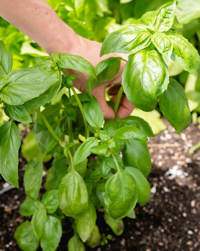 How to Harvest Basil A Couple Cooks