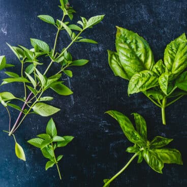 Types of basil