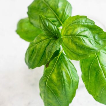 Basil